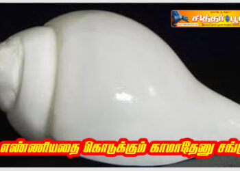 எண்ணியதை கொடுக்கும் காமாதேனு சங்கு