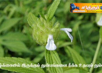 வாழ்க்கையில் இருக்கும் துன்பங்களை நீக்க உதவும் தும்பை பூ.