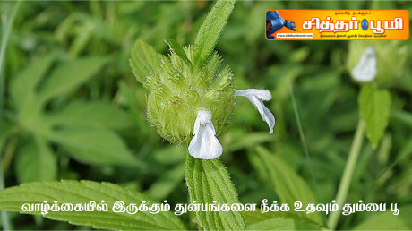 வாழ்க்கையில் இருக்கும் துன்பங்களை நீக்க உதவும் தும்பை பூ.