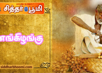 பனங்கிழங்கு