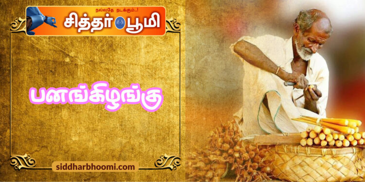 பனங்கிழங்கு