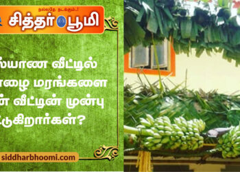 கல்யாண வீட்டில் வாழை மரங்களை ஏன் வீட்டின் முன்பு கட்டுகிறார்கள்?