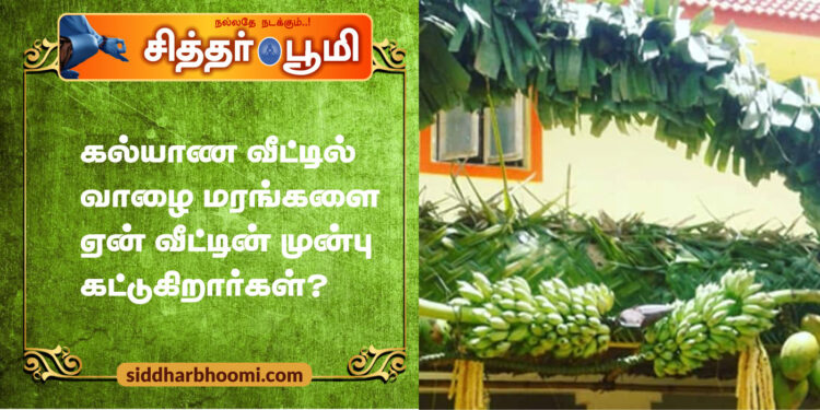 கல்யாண வீட்டில் வாழை மரங்களை ஏன் வீட்டின் முன்பு கட்டுகிறார்கள்?